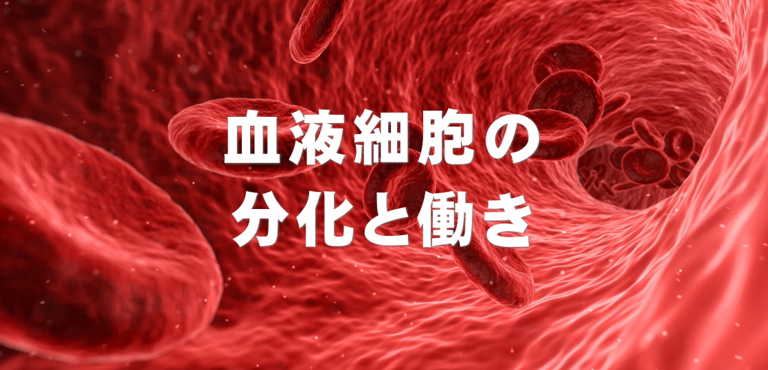 血液細胞の分化と働き